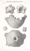 An illustration from Geological Survey of Illinois. A. H. Worthen, Director (1866)