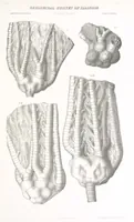 An illustration from Geological Survey of Illinois. A. H. Worthen, Director (1866)
