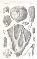 An illustration from Geological Survey of Illinois. A. H. Worthen, Director (1866)