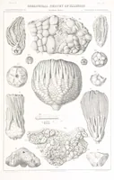 An illustration from Geological Survey of Illinois. A. H. Worthen, Director (1866)