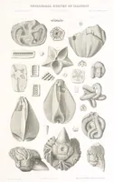 An illustration from Geological Survey of Illinois. A. H. Worthen, Director (1866)