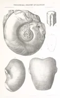 An illustration from Geological Survey of Illinois. A. H. Worthen, Director (1866)