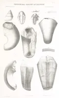 An illustration from Geological Survey of Illinois. A. H. Worthen, Director (1866)