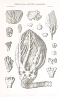 An illustration from Geological Survey of Illinois. A. H. Worthen, Director (1866)