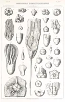 An illustration from Geological Survey of Illinois. A. H. Worthen, Director (1866)