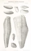 An illustration from Geological Survey of Illinois. A. H. Worthen, Director (1866)