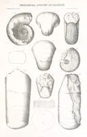 An illustration from Geological Survey of Illinois. A. H. Worthen, Director (1866)