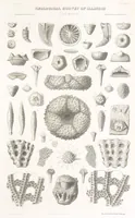 An illustration from Geological Survey of Illinois. A. H. Worthen, Director (1866)