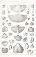 An illustration from Geological Survey of Illinois. A. H. Worthen, Director (1866)