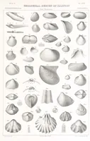 An illustration from Geological Survey of Illinois. A. H. Worthen, Director (1866)