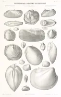 An illustration from Geological Survey of Illinois. A. H. Worthen, Director (1866)