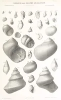 An illustration from Geological Survey of Illinois. A. H. Worthen, Director (1866)