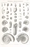 An illustration from Geological Survey of Illinois. A. H. Worthen, Director (1866)