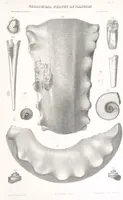 An illustration from Geological Survey of Illinois. A. H. Worthen, Director (1866)