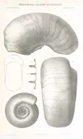 An illustration from Geological Survey of Illinois. A. H. Worthen, Director (1866)