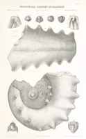 An illustration from Geological Survey of Illinois. A. H. Worthen, Director (1866)