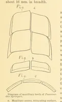 Picture 3 of 45 from Geological Survey of Illinois. A. H. Worthen, Director (1866), leaf 213