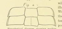 Picture 4 of 45 from Geological Survey of Illinois. A. H. Worthen, Director (1866), leaf 214