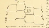 Picture 5 of 45 from Geological Survey of Illinois. A. H. Worthen, Director (1866), leaf 217