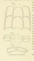 An illustration from Geological Survey of Illinois. A. H. Worthen, Director (1866)