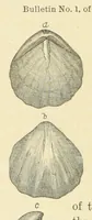 Picture 9 of 45 from Geological Survey of Illinois. A. H. Worthen, Director (1866), leaf 328
