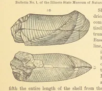 Picture 10 of 45 from Geological Survey of Illinois. A. H. Worthen, Director (1866), leaf 329