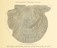 Picture 11 of 45 from Geological Survey of Illinois. A. H. Worthen, Director (1866), leaf 331