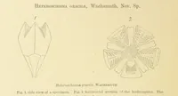 Picture 13 of 45 from Geological Survey of Illinois. A. H. Worthen, Director (1866), leaf 364
