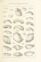 Picture 15 of 45 from Geological Survey of Illinois. A. H. Worthen, Director (1866), leaf 389