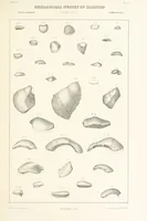 Picture 16 of 45 from Geological Survey of Illinois. A. H. Worthen, Director (1866), leaf 391