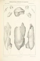 Picture 17 of 45 from Geological Survey of Illinois. A. H. Worthen, Director (1866), leaf 395