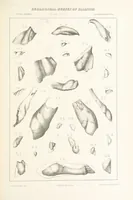 Picture 19 of 45 from Geological Survey of Illinois. A. H. Worthen, Director (1866), leaf 403