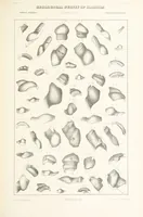 Picture 20 of 45 from Geological Survey of Illinois. A. H. Worthen, Director (1866), leaf 407