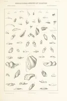 Picture 22 of 45 from Geological Survey of Illinois. A. H. Worthen, Director (1866), leaf 415
