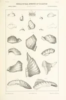 Picture 24 of 45 from Geological Survey of Illinois. A. H. Worthen, Director (1866), leaf 423