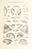 Picture 26 of 45 from Geological Survey of Illinois. A. H. Worthen, Director (1866), leaf 431