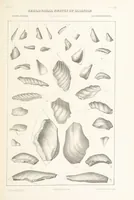 Picture 27 of 45 from Geological Survey of Illinois. A. H. Worthen, Director (1866), leaf 435