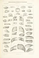 Picture 34 of 45 from Geological Survey of Illinois. A. H. Worthen, Director (1866), leaf 463