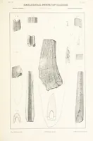 Picture 35 of 45 from Geological Survey of Illinois. A. H. Worthen, Director (1866), leaf 467