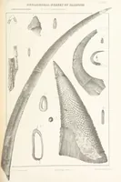Picture 38 of 45 from Geological Survey of Illinois. A. H. Worthen, Director (1866), leaf 479