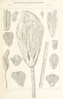 An illustration from Geological Survey of Illinois. A. H. Worthen, Director (1866)