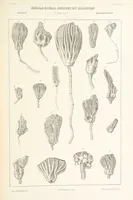 Picture 42 of 45 from Geological Survey of Illinois. A. H. Worthen, Director (1866), leaf 495