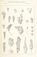 Picture 43 of 45 from Geological Survey of Illinois. A. H. Worthen, Director (1866), leaf 499