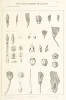 Picture 44 of 45 from Geological Survey of Illinois. A. H. Worthen, Director (1866), leaf 503