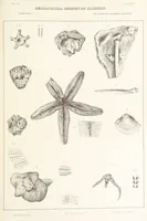 Picture 45 of 45 from Geological Survey of Illinois. A. H. Worthen, Director (1866), leaf 507