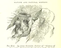 Picture 42 of 46 from The Indian Mirror; or, illustrations of Bible truth drawn from life in India (1878), leaf 320