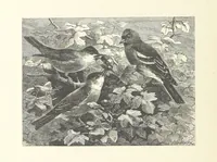 An illustration from Poems ... With illustrations by G. J. Pinwell, E. J. Poynter, ... engraved by the Brothers Dalziel (1867)