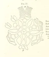 An illustration from Report on the Geological Survey of Iowa. By J. Hall, J. D. Whitney. [With maps.] vol. 1 (1858)