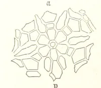 Picture 25 of 90 from Report on the Geological Survey of Iowa. By J. Hall, J. D. Whitney. [With maps.] vol. 1 (1858), leaf 104