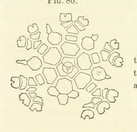 An illustration from Report on the Geological Survey of Iowa. By J. Hall, J. D. Whitney. [With maps.] vol. 1 (1858)